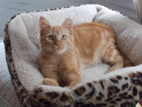 Orange Tabby Kitten 14 weeks (Mar)