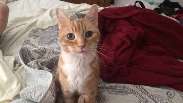 Orange Tabby lost in cottage grove (7963 ideal Ave s cottage grove mm)