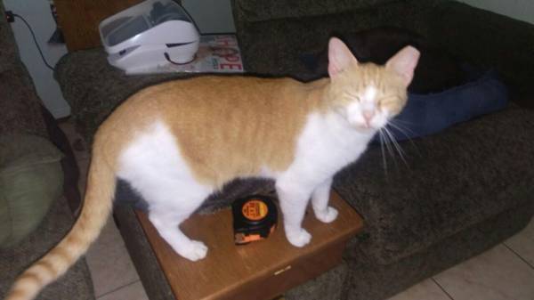 Orangewhite cat lost (St.Claude and Poland)