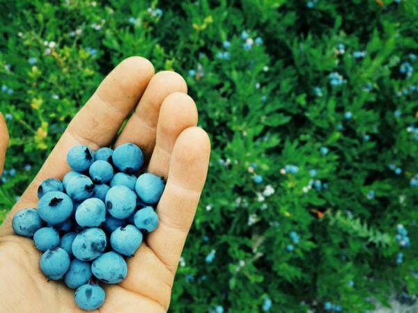 Organic Blueberries for sale
