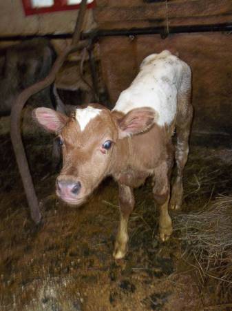 Organically Raised Bull Calves For Sale (Up to 12 Mos. old)