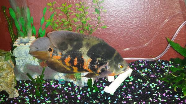 Oscar fish (Thornton)