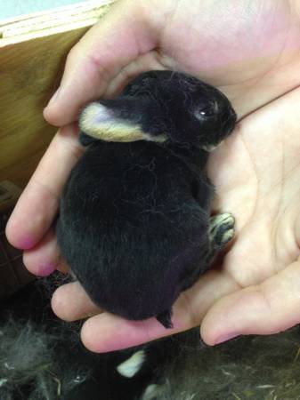 Otter Rex rabbits bunnies babies for adoption (Elgin)