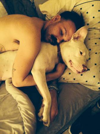 Our Sweet Albino pitbull is lost (TreMe)