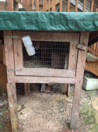Outdoor hutch for bunny (Shoreline)