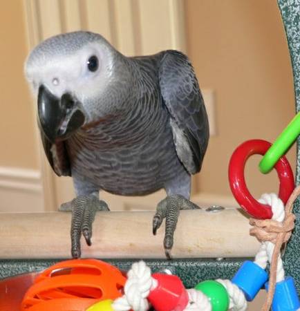 Outstanding Female African Grey Parrot,