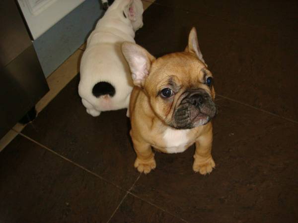 Outstanding  Female French Bulldog Puppy for Adoption to Loving Famili