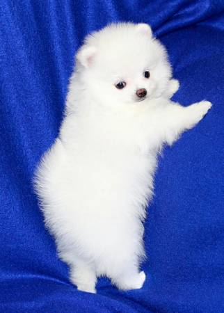 Outstanding miniature Pomeranian puppy with lovely teddy bear face.