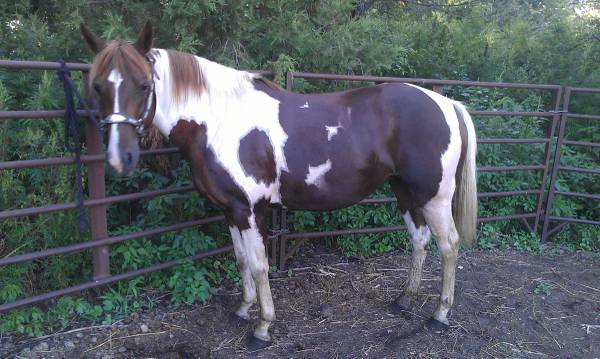 PaintArabian Mare