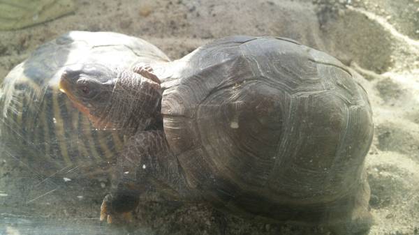 pair of box turtles in 55 gallon aquarium with stand (council bluffs Iowa)