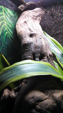 PAIR OF FLYING GECKOS