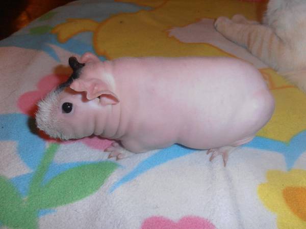 pair of  hairless guinea pig (skinny pigs) (cecil county)