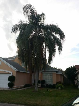 Palm tree trimming starting 25 (Kissimmee)