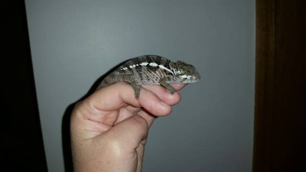 Panther chameleon babies  3 months old (NW omaha)