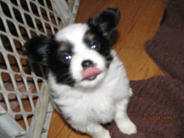 papillon pups