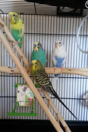 Parakeets (Elizabeth)