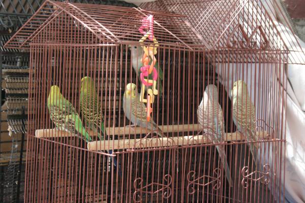 parakeets (van nuys)