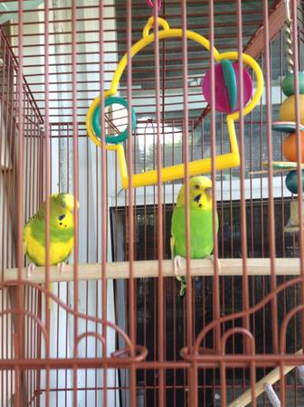 Parakeetscheap Healthybirds (hamtramck,Michigan)