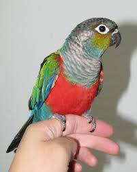 Parrot for PTSD support ready for training
