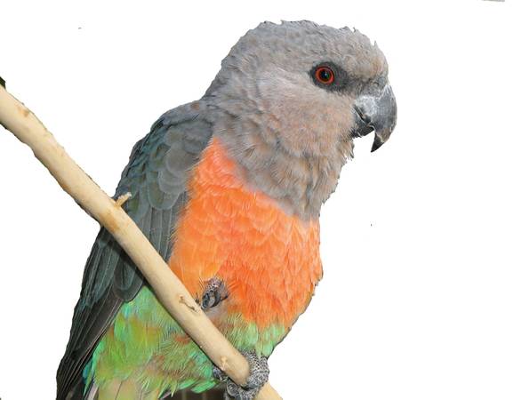 PARROT MISSING IN PALOLO
