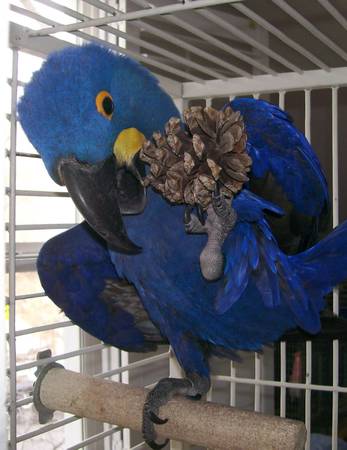 PARROT PLUCK GET HELP