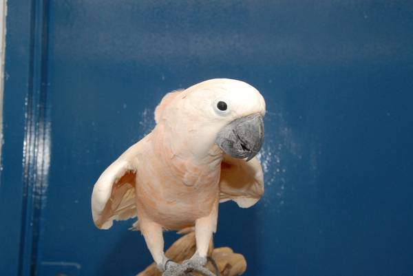 PARROT  RESCUE Volunteer Opportunities Available (Saint Paul MN)