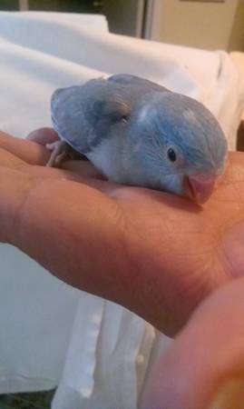 Parrotlets babys (Hartford ct)