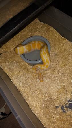 PASTEL ALBINO (HIGH CONTRAST) BALL PYTHON (MALE) (OMAHA)