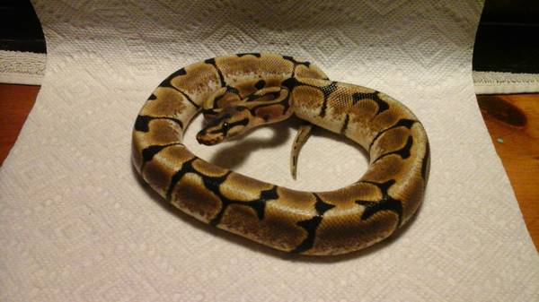 pastel female spider male bp (Warrenton)