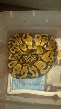 pastel yellow belly ball python (orlando)