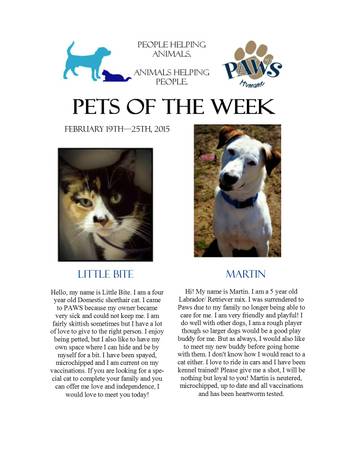 PAWS Humanes Pet of the Week (PAWS Humane)