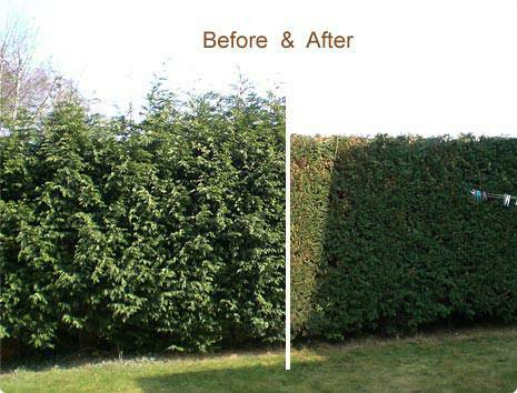 Pedestrian and Verge Hedge and Bush trimming. (New Orleans