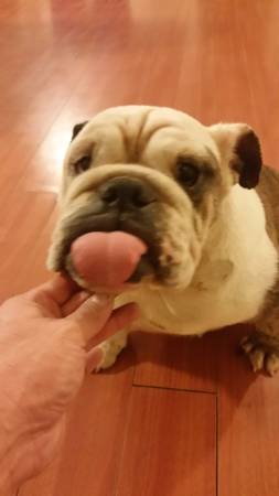 pedigree english bulldog female (fort lauderdale)