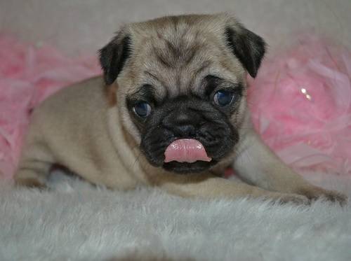 Pedigree KC registered Pug puppies for sale Canterbury Kent