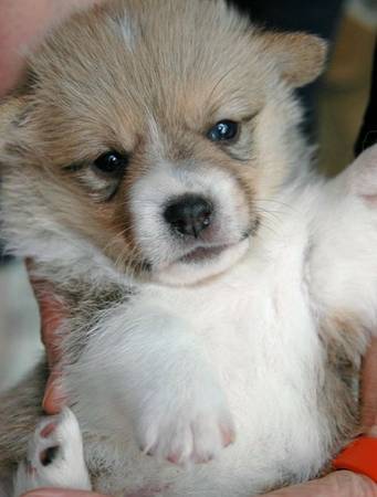 Pembroke Welsh Corgi for Rehoming