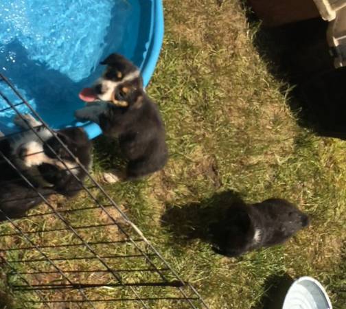 Pembroke Welsh Corgi Puppies