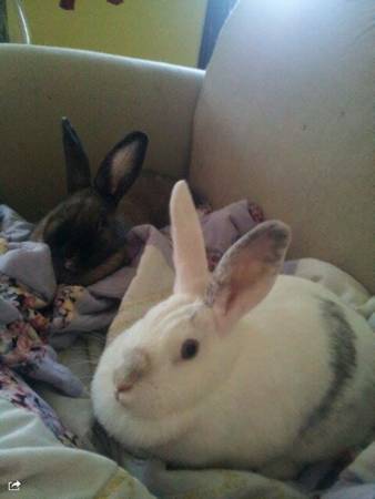 Penelope super sweet bunny (spayed) (St.louis)