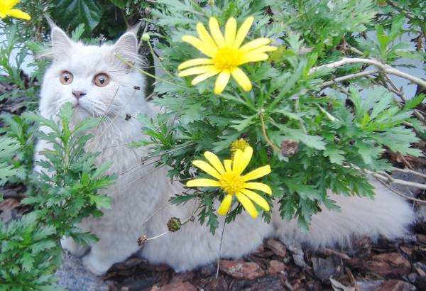 Persian Female Cat.  150. (Kissimmee)