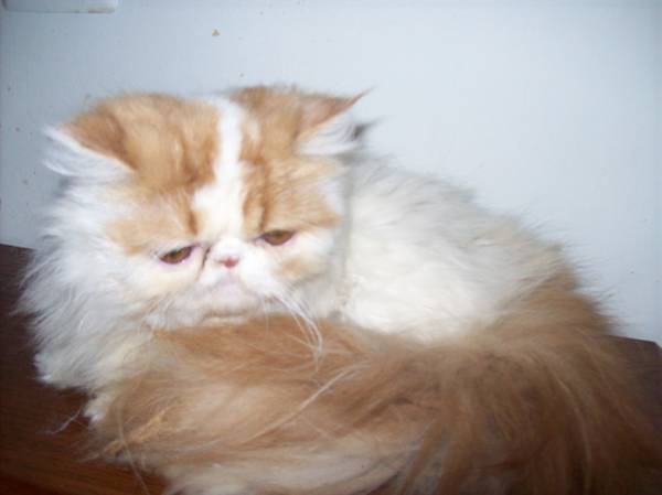 Persian Lap Cat (Newark)