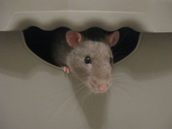 Pet Rats Need Loving Homes (New England)