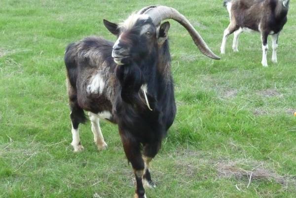 Pet Rescue Needs Help Moving a Goat Frome Guerneville to Petaluma (Sonoma County)