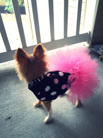 Pet tutus and tulle collars (Bay St Louis)