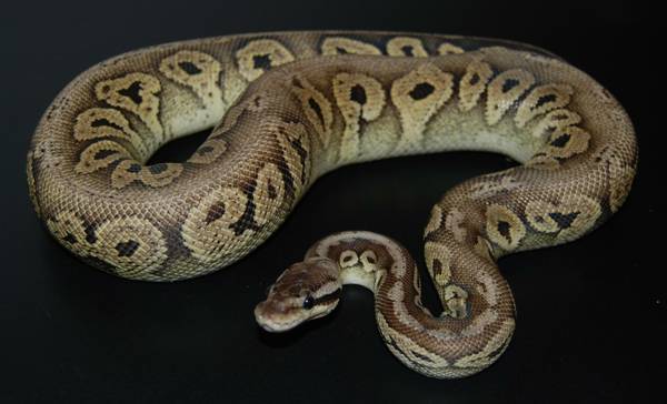 Pewter Female Ball Python (Snohomish County)