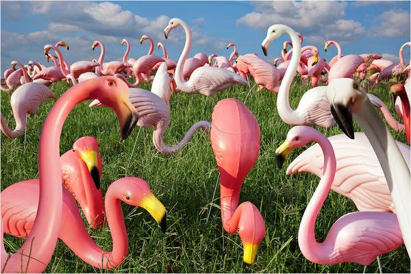 Pink Flamingo Rentals and Live Caribbean Music