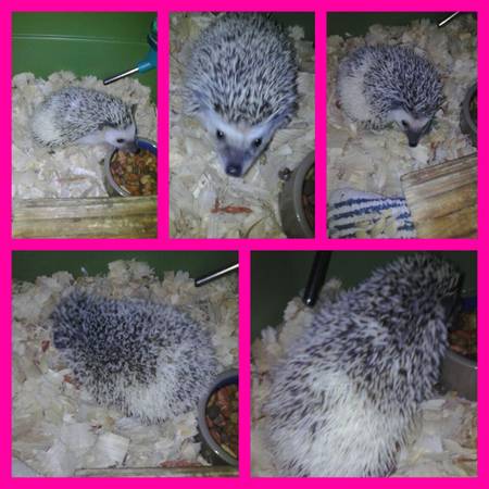 PINTO FEMALE BABY HEDGEHOG amp MORE STUFF FOR UR PETS (BLUE SPRINGS MO)