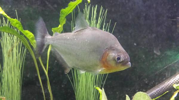 Piranha (Eigenmanni)