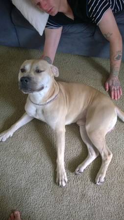 Pit and Pit Mix need good homes (east orlando)