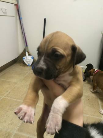 Pit Bull Puppies to rehome (brooklyn park)