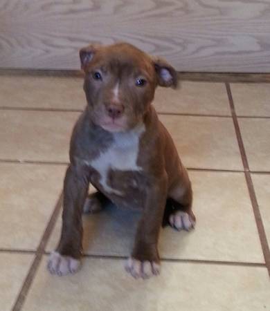 Pit Bull  Puppy