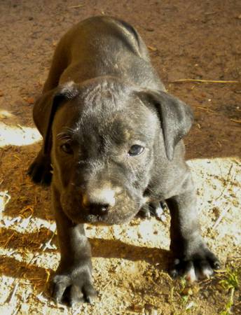 pit bull puppy (Cheyenne)